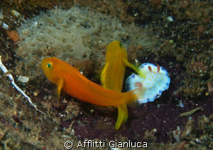 friends by Afflitti Gianluca 